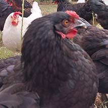 black chicken